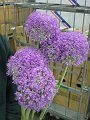 Allium giganteum